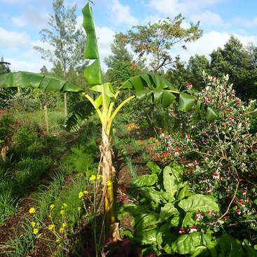 Food Forest Plantations