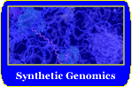 Synthetic Genomics